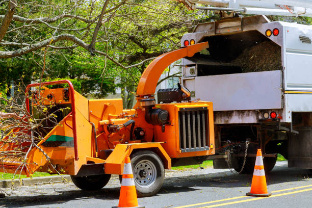 Tree and Shrub Care in Cedar Grove, WI